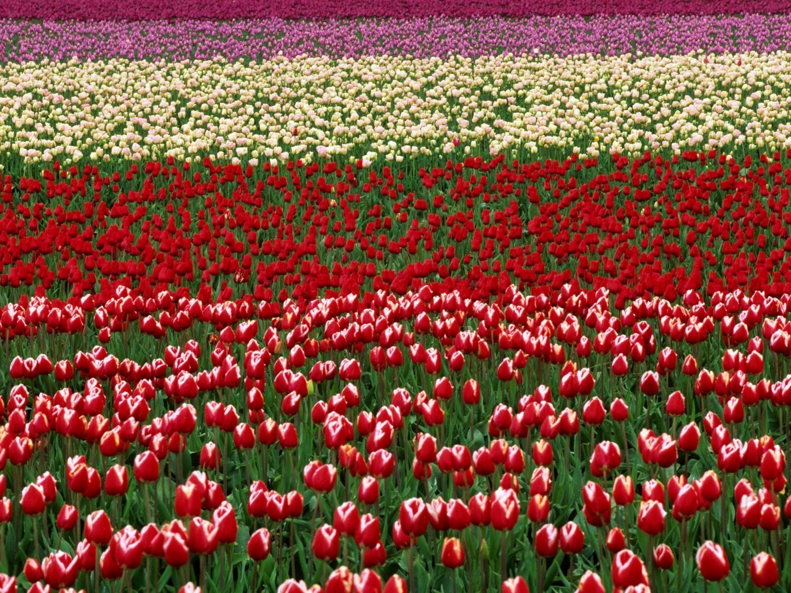 Beautiful Flowers wallpaper (3) #13 - 1600x1200