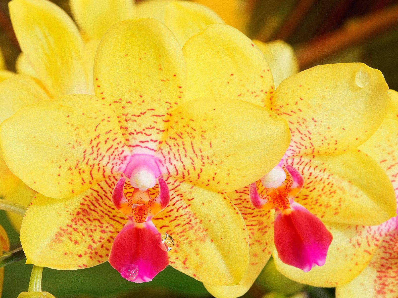 美麗鮮花桌面壁紙(三) #32 - 1600x1200