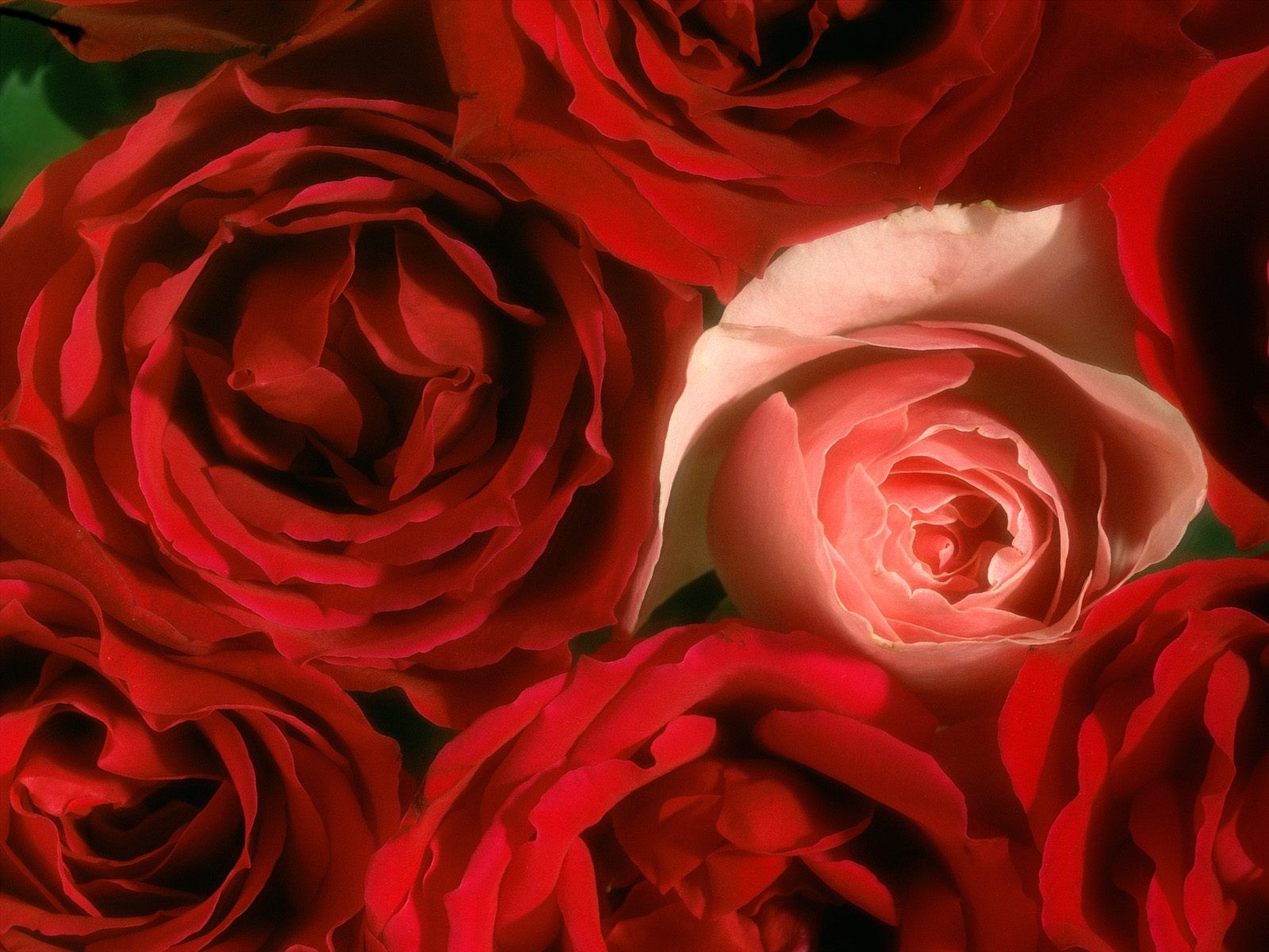 아름다운 꽃 벽지 (3) #37 - 1600x1200