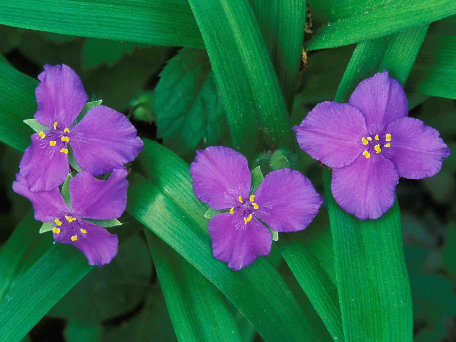 美麗鮮花桌面壁紙(三) #39 - 1600x1200