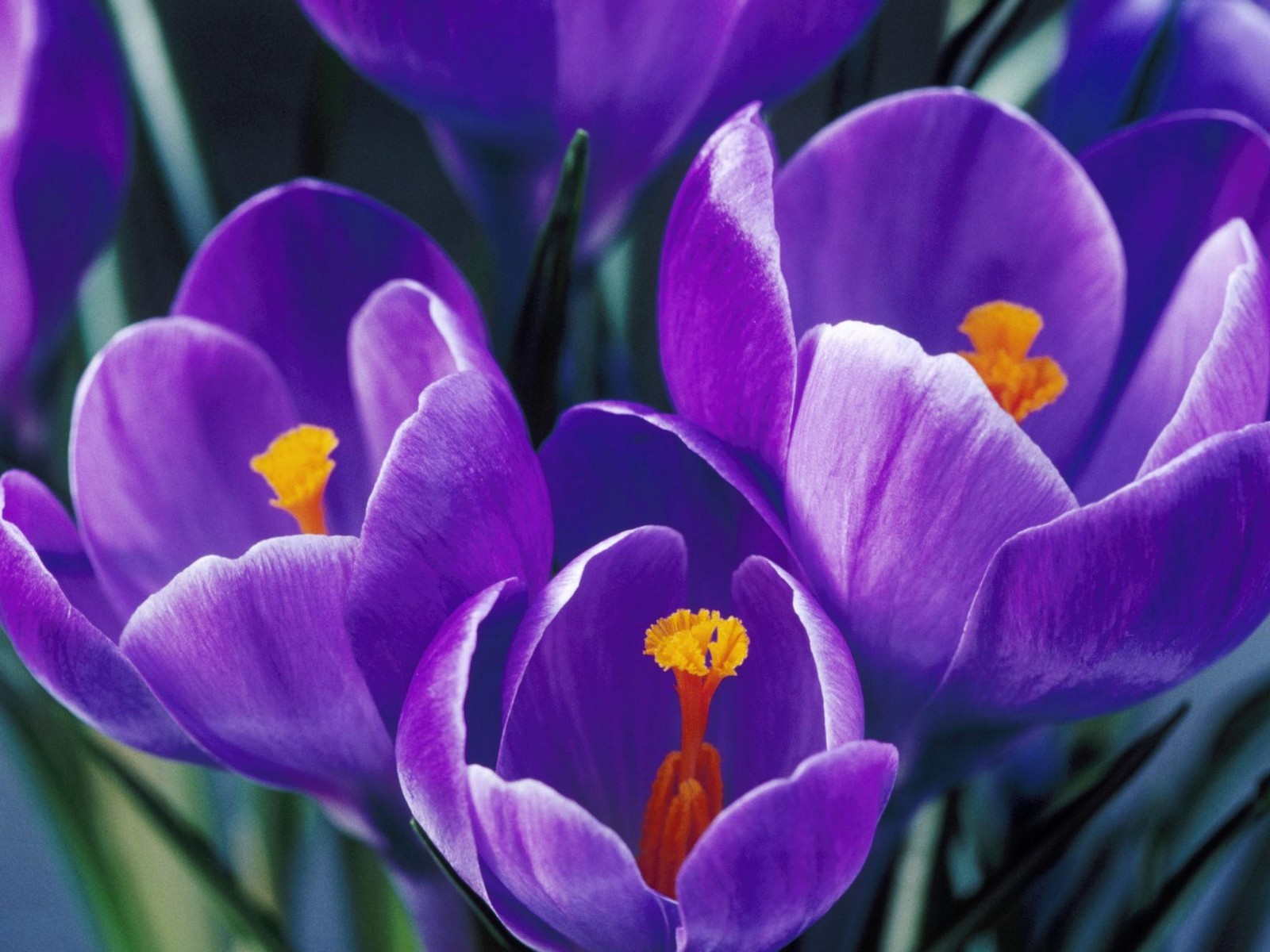 Belles fleurs fonds d'écran (3) #40 - 1600x1200