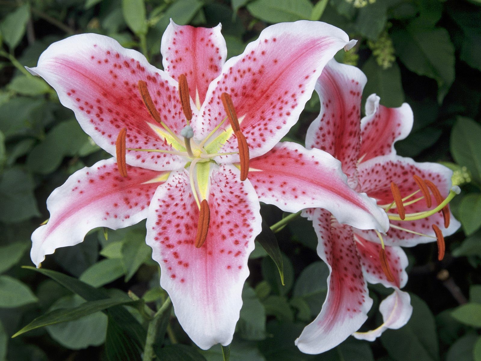 Belles fleurs fonds d'écran (3) #46 - 1600x1200