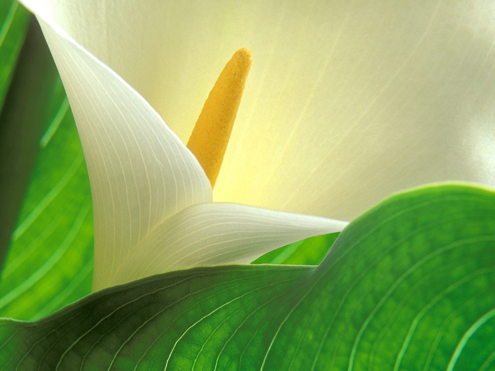 美麗鮮花桌面壁紙(三) #47 - 1600x1200