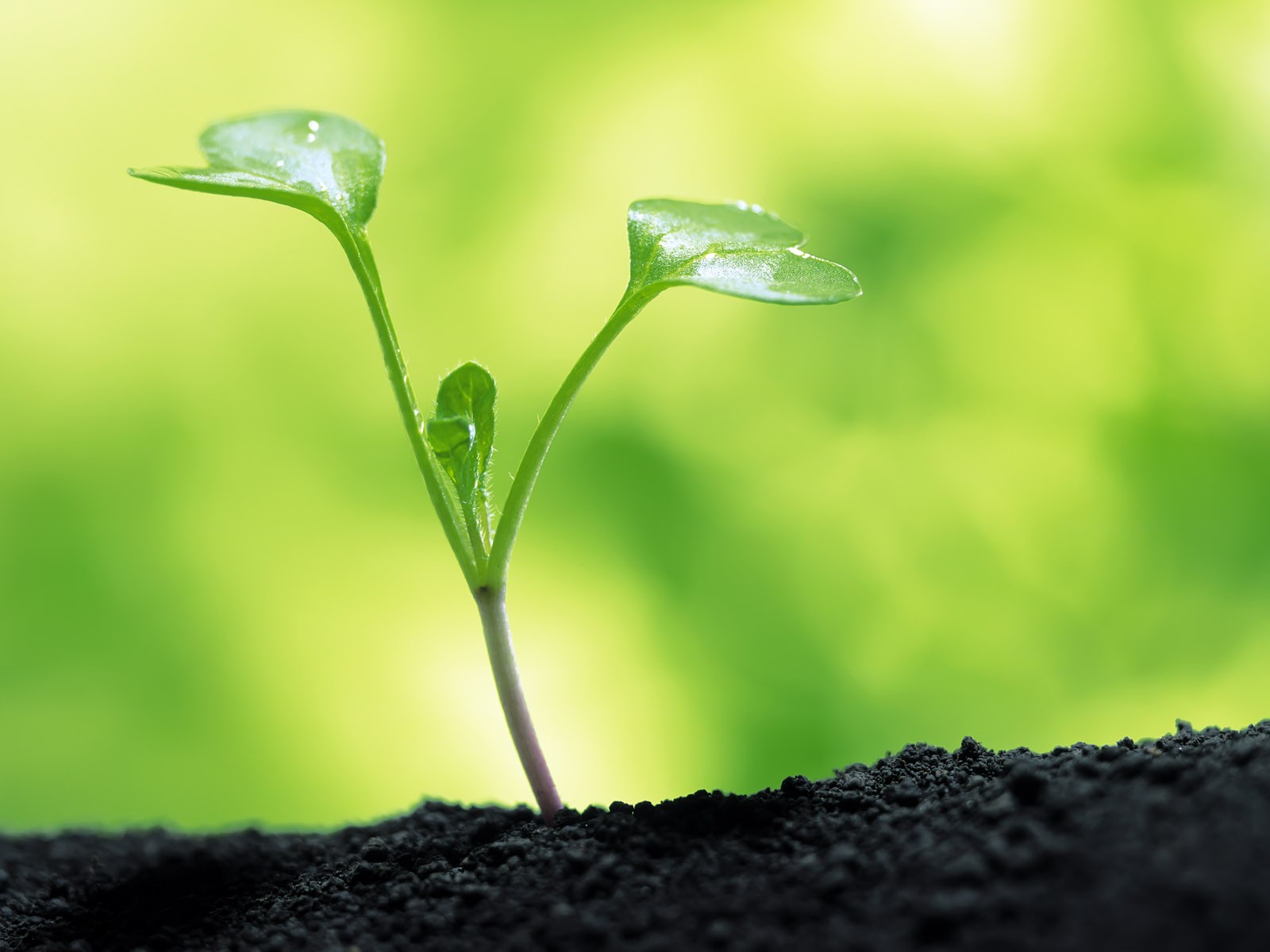 Sprout leaves HD Wallpaper (1) #7 - 1600x1200