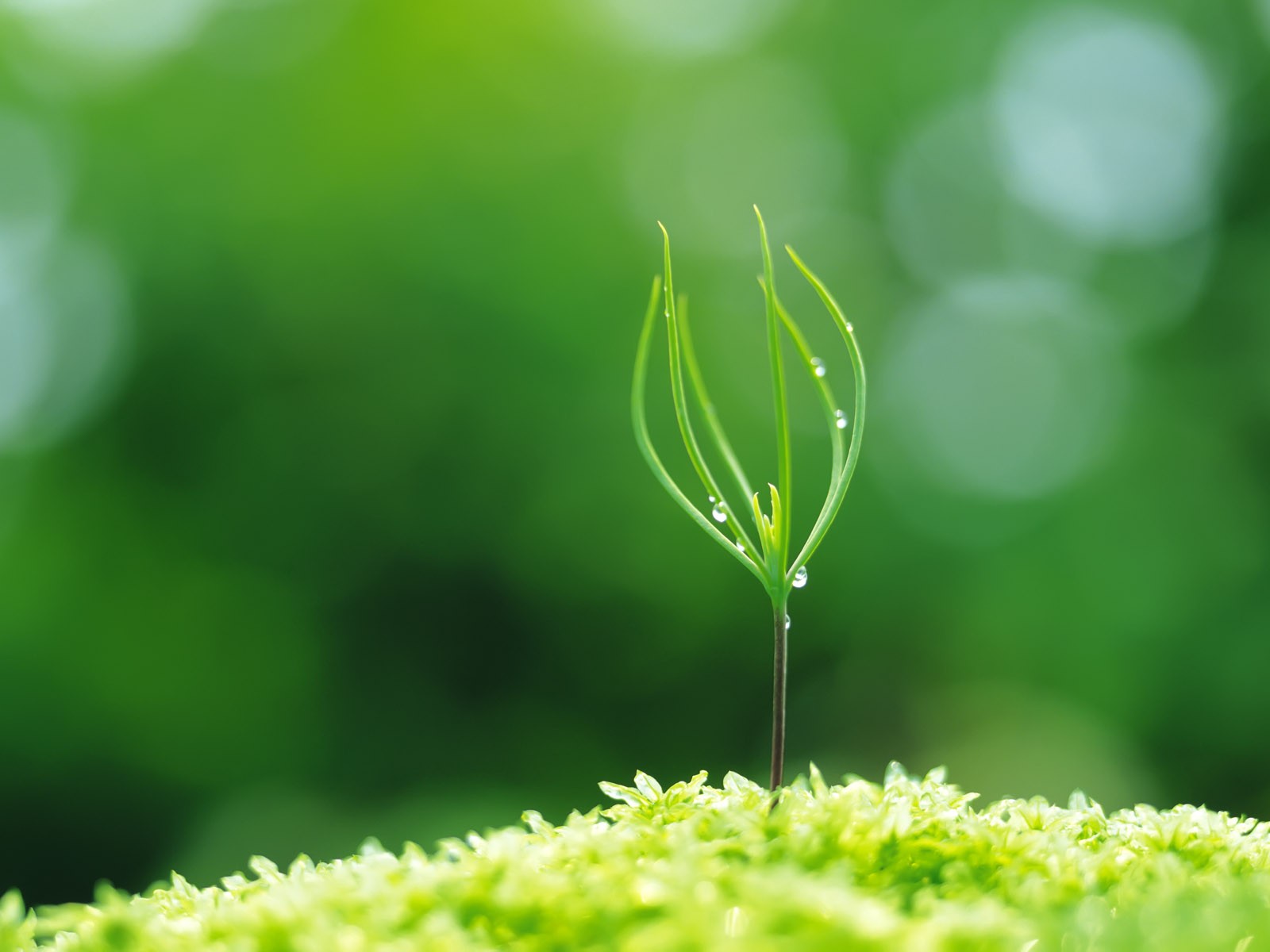 新芽嫩葉高清壁紙(一) #30 - 1600x1200