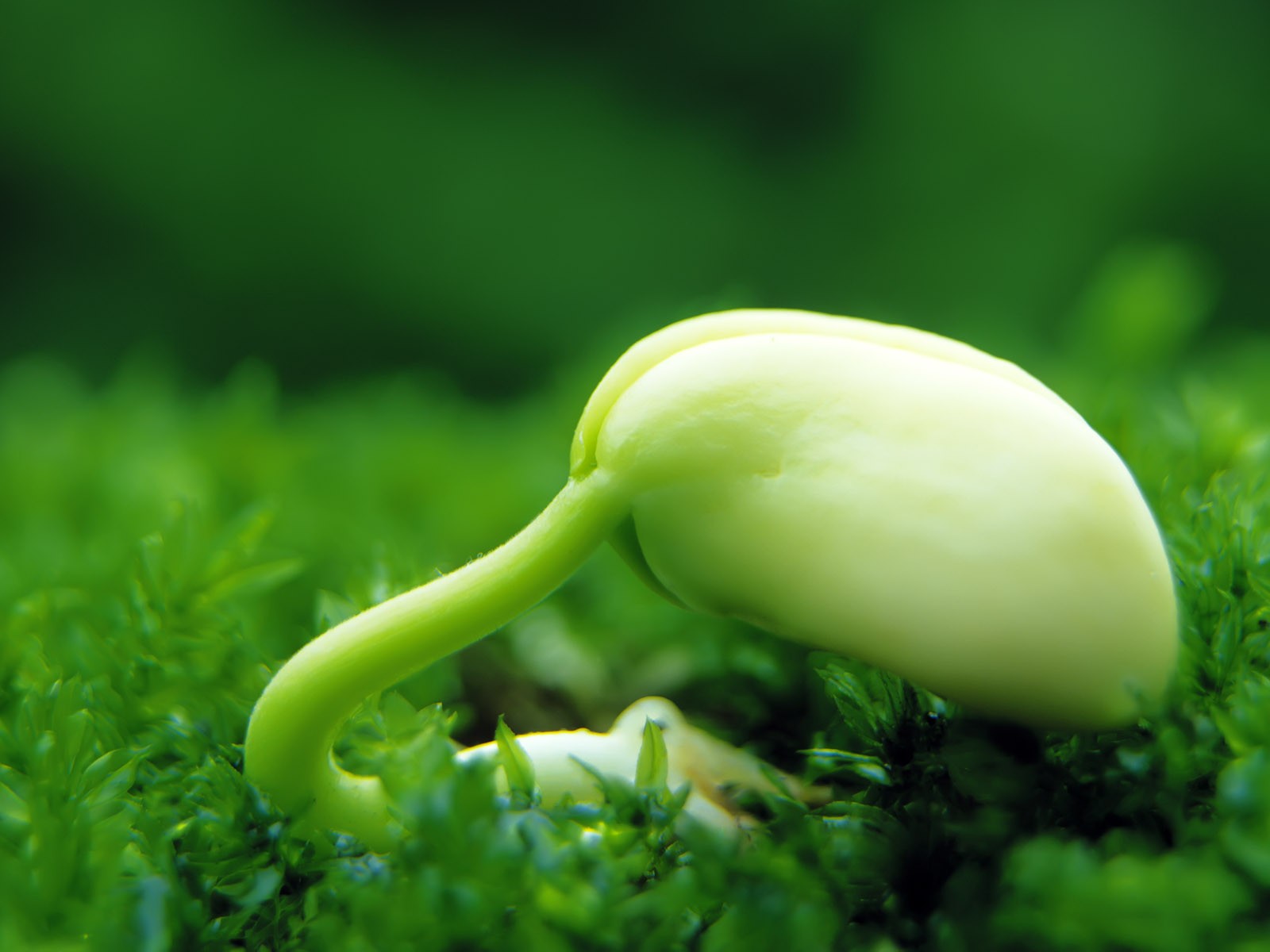 新芽嫩葉高清壁紙(一) #38 - 1600x1200