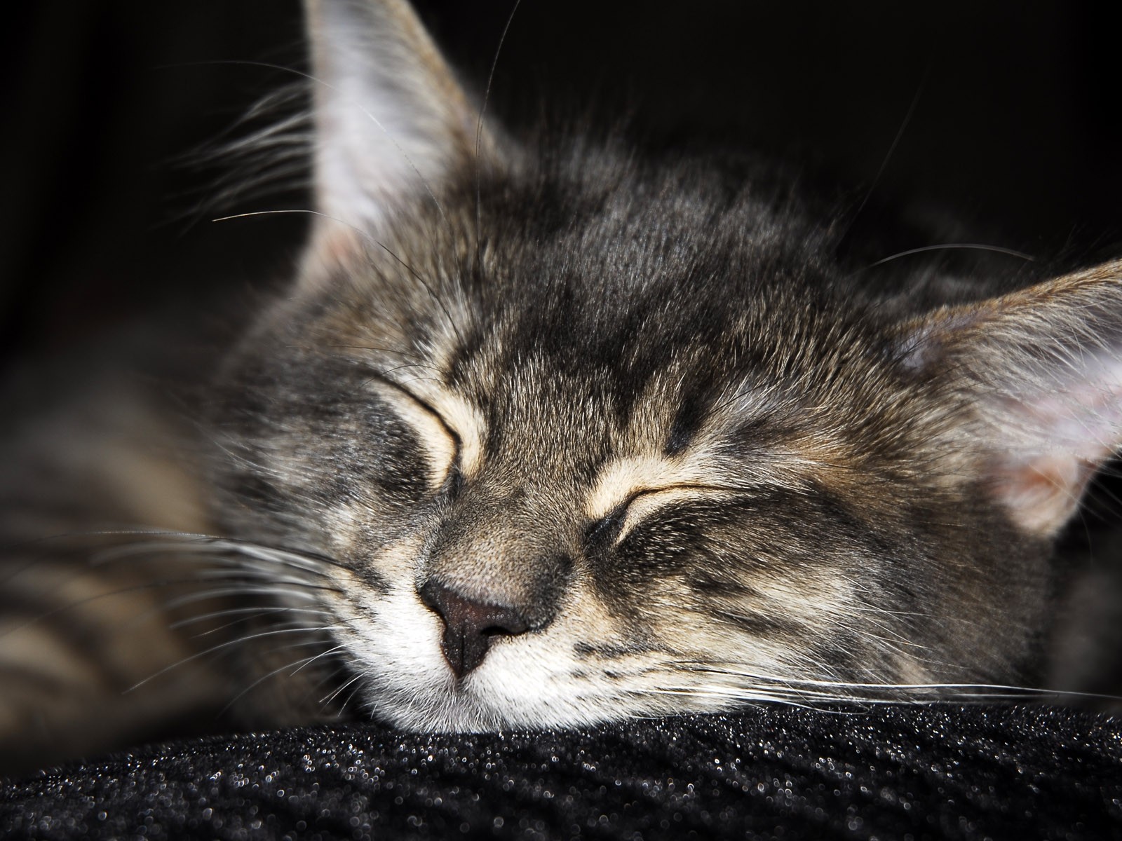 cat foto HD Tapety na plochu #9 - 1600x1200