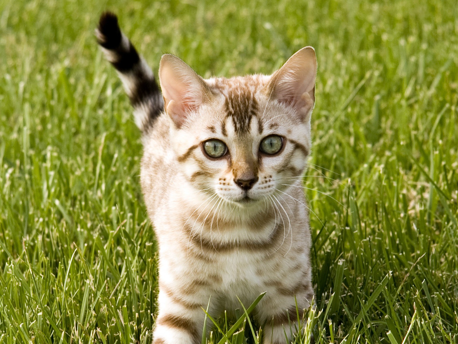 cat foto HD Tapety na plochu #26 - 1600x1200