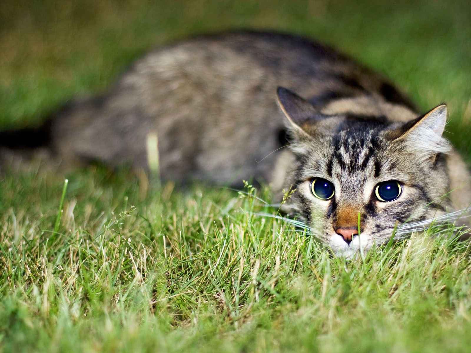 猫写真のHD画像 #37 - 1600x1200