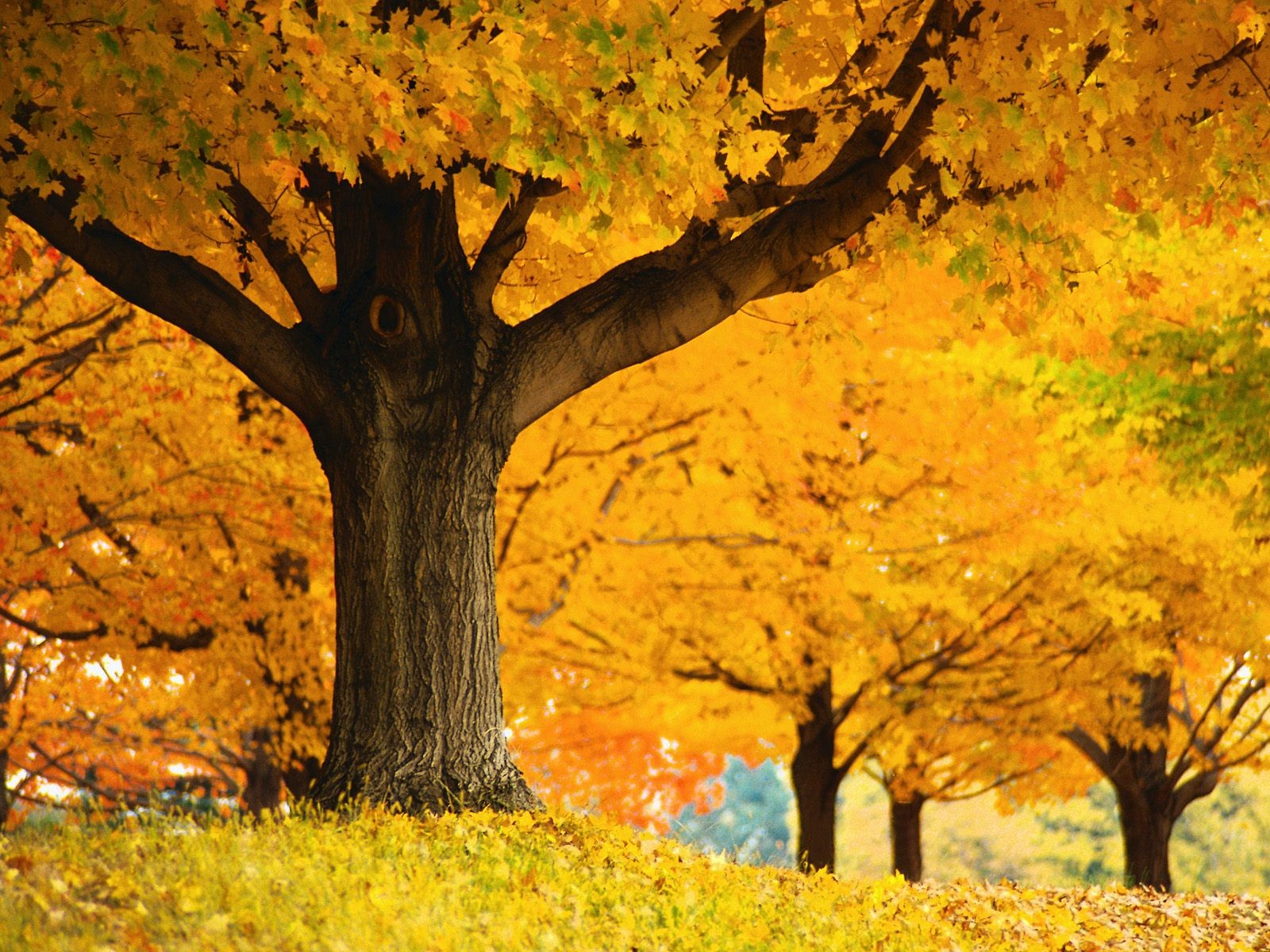 Dickes Herbstlandschaft Tapete #10 - 1600x1200