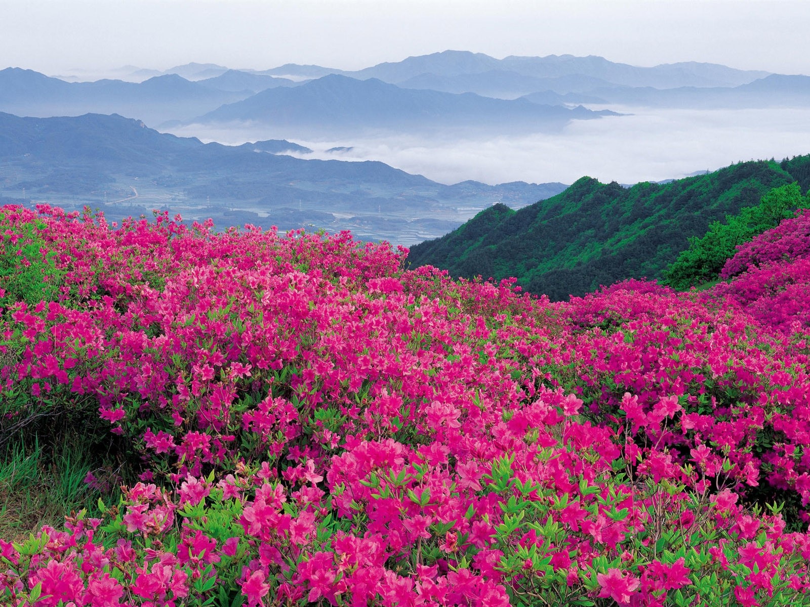 鮮豔奪目花朵高清壁紙 #3 - 1600x1200