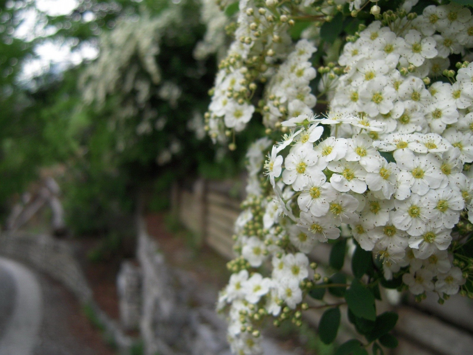 鮮豔奪目花朵高清壁紙 #7 - 1600x1200