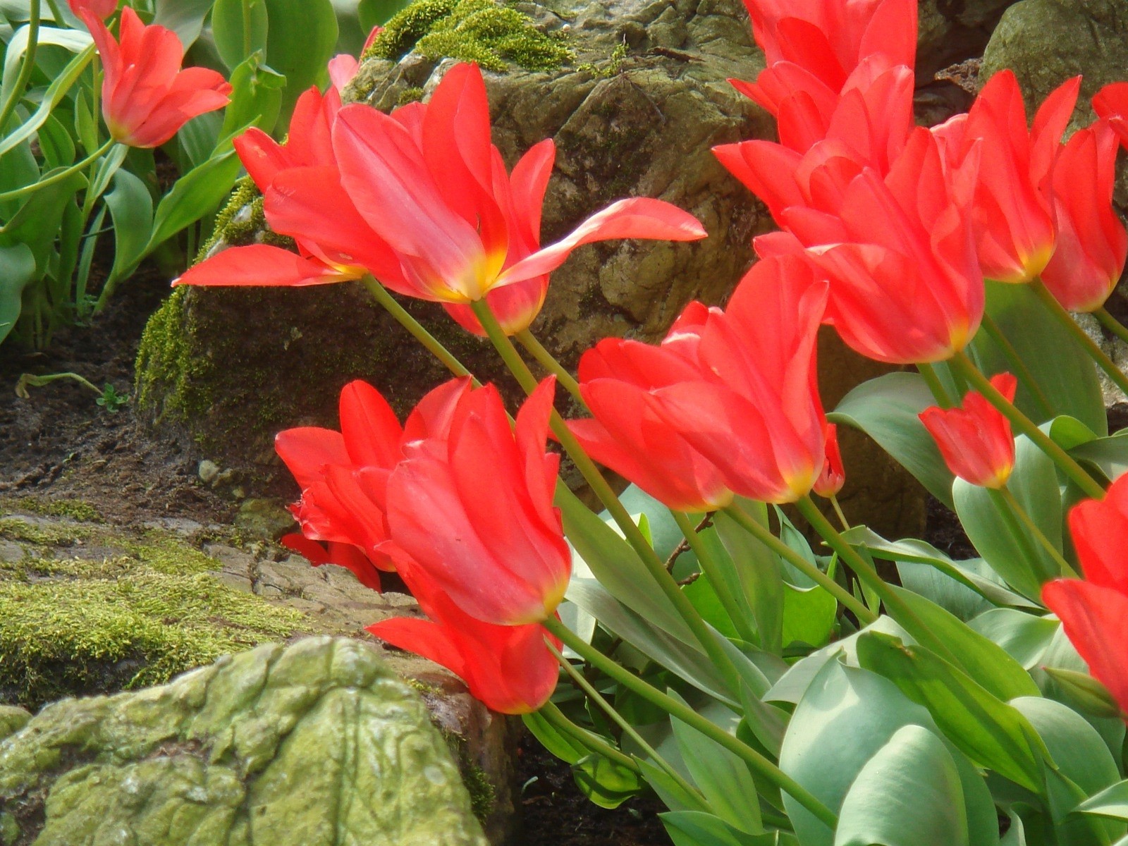 Fond d'écran HD de fleurs colorées #10 - 1600x1200