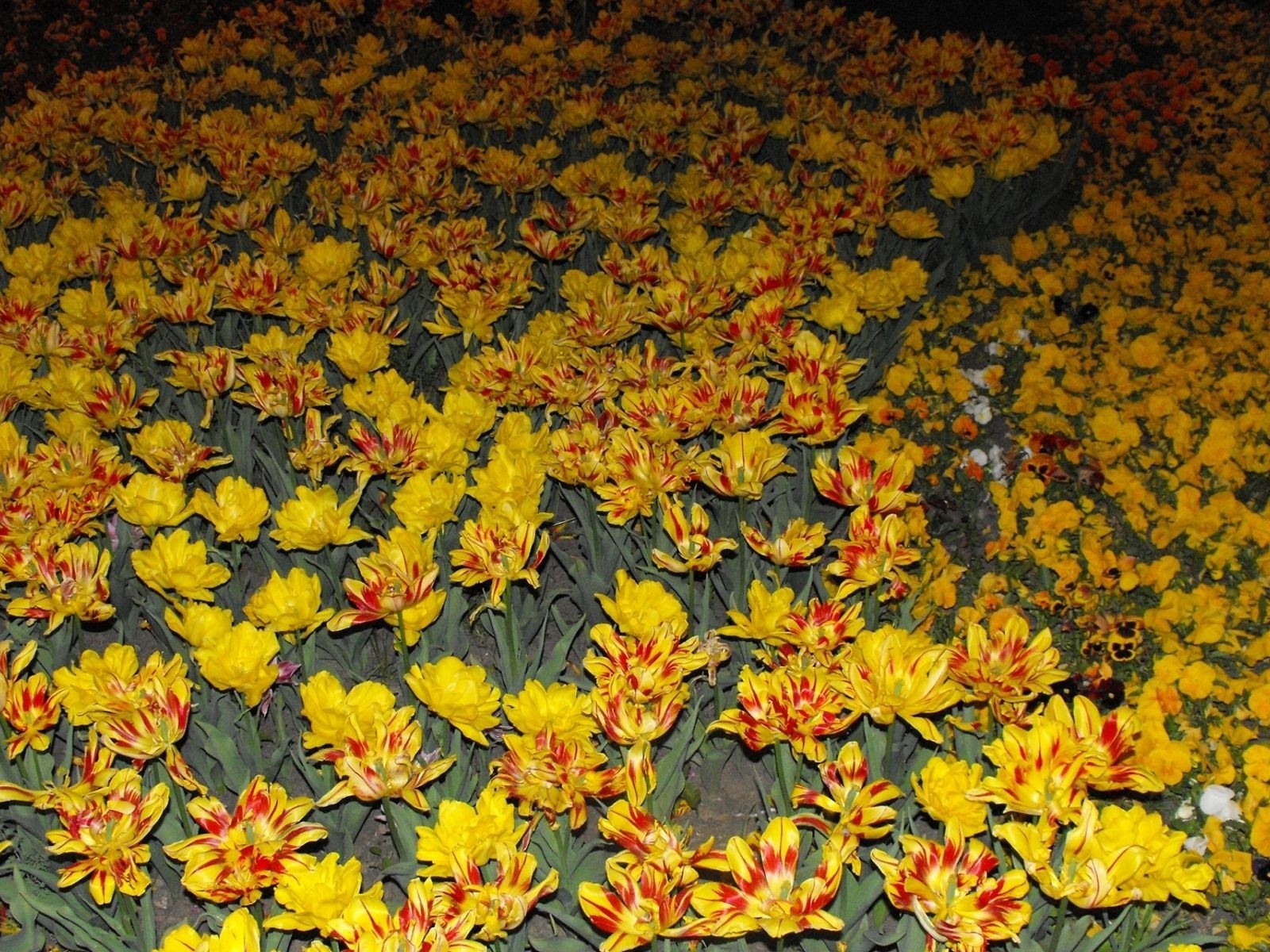 Fond d'écran HD de fleurs colorées #17 - 1600x1200