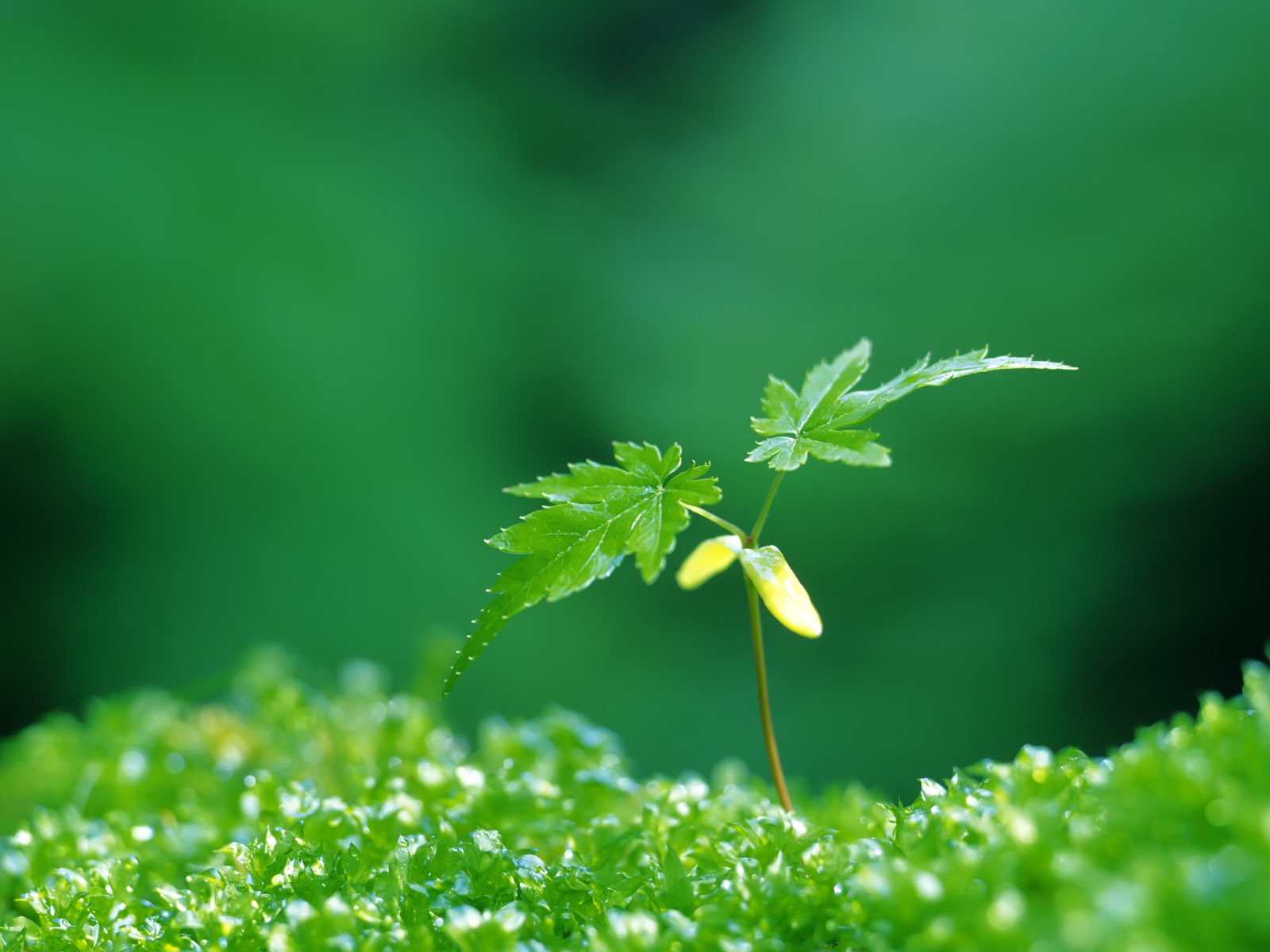 新芽嫩葉高清壁紙(二) #31 - 1600x1200