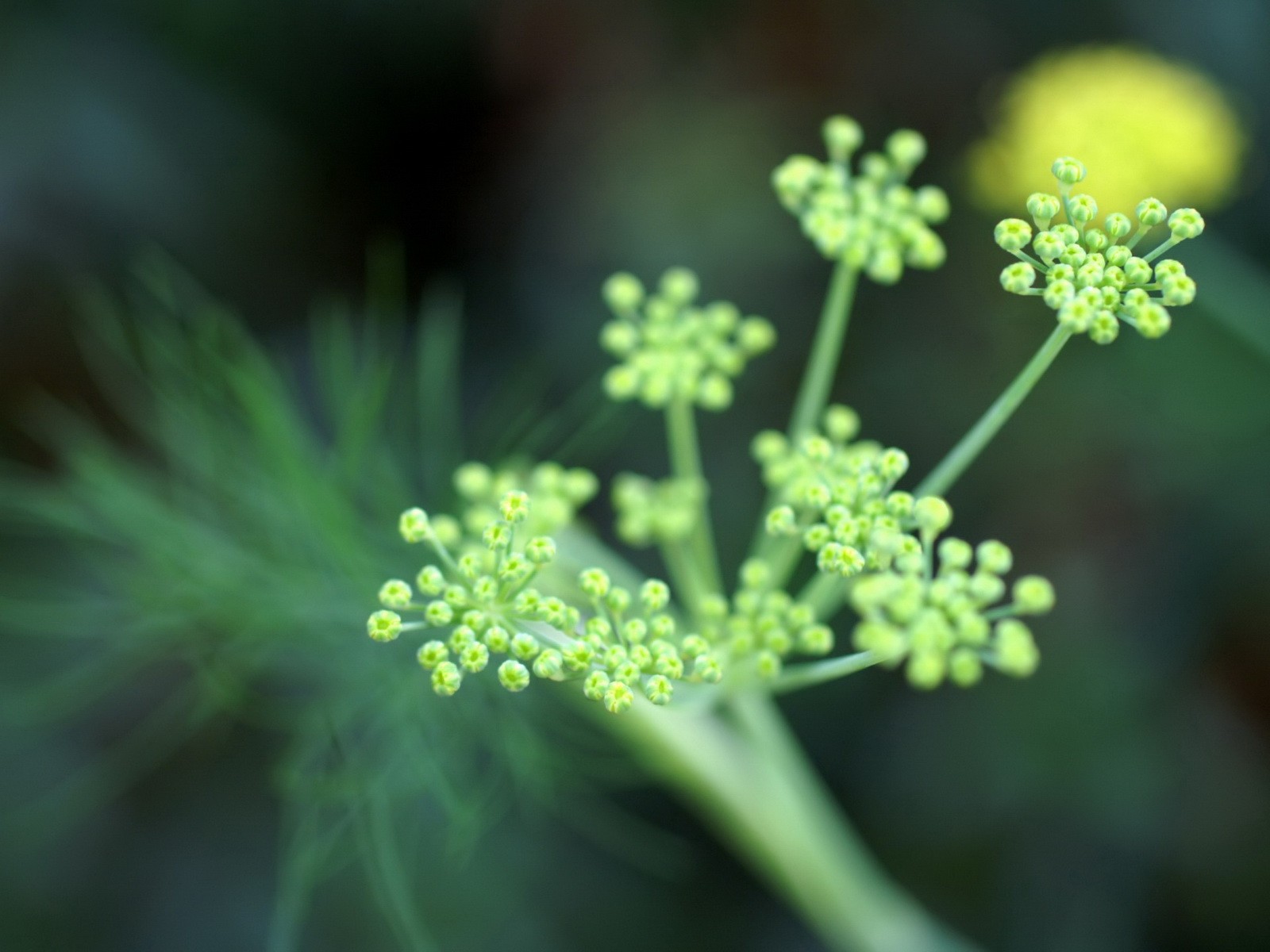 清新綠色植物壁紙 #3 - 1600x1200
