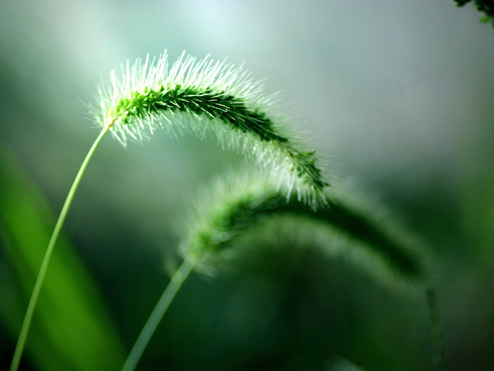 清新綠色植物壁紙 #7 - 1600x1200