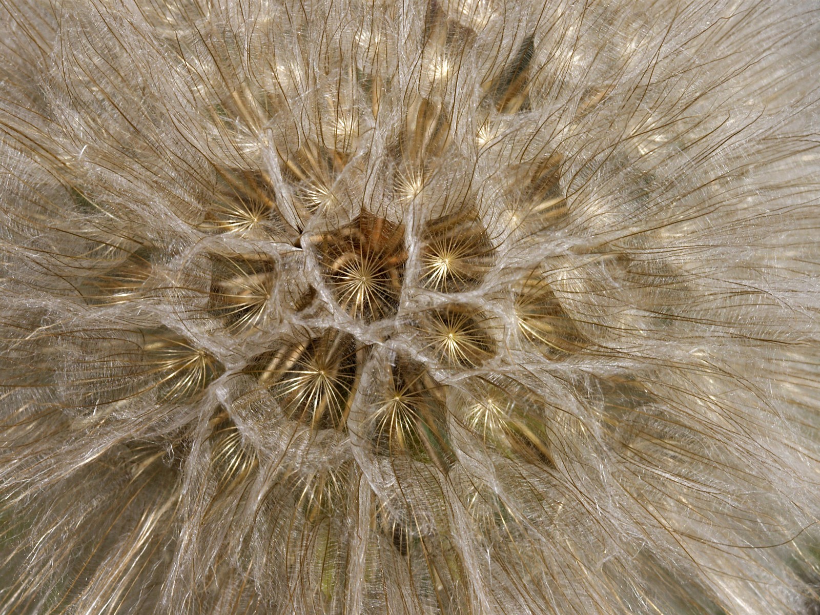 HD wallpaper květy velké žíly #19 - 1600x1200