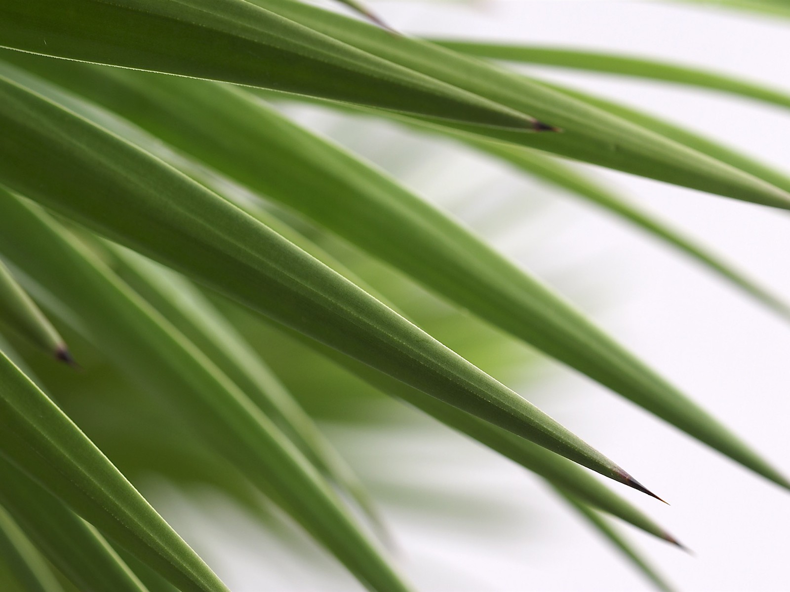 超大葉脈花草高清壁紙 #29 - 1600x1200