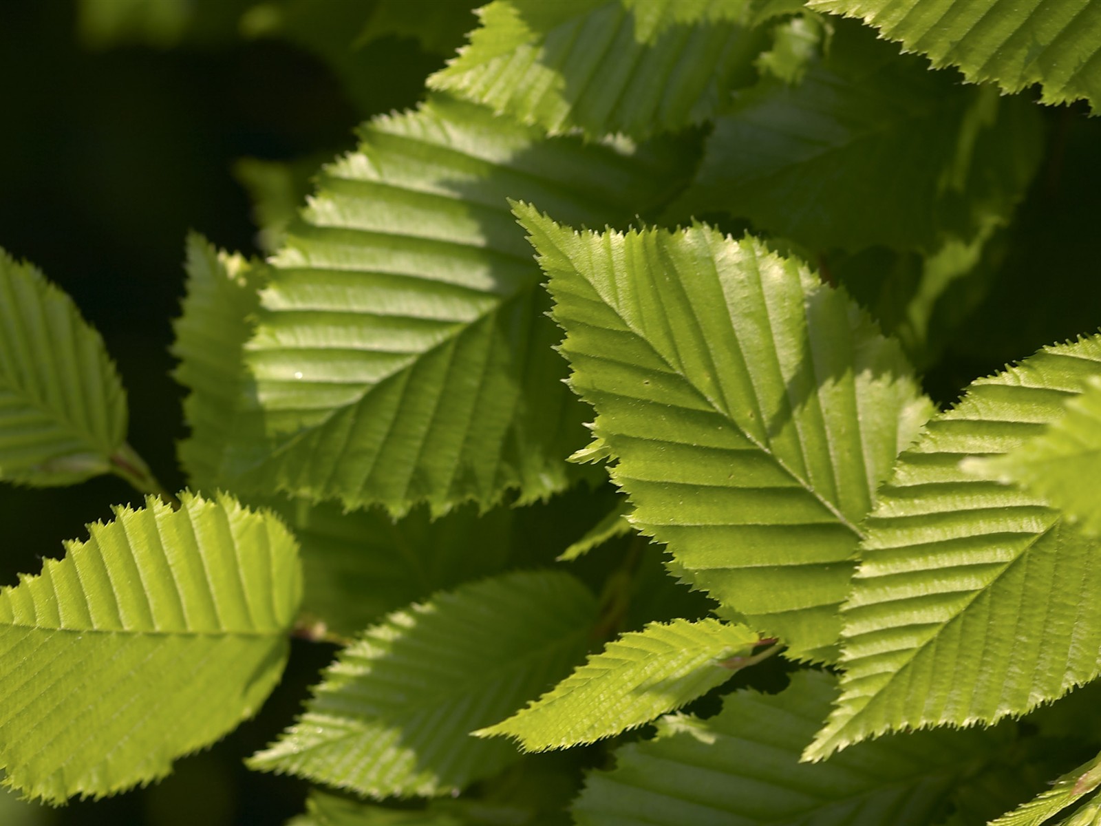 超大葉脈花草高清壁紙 #32 - 1600x1200