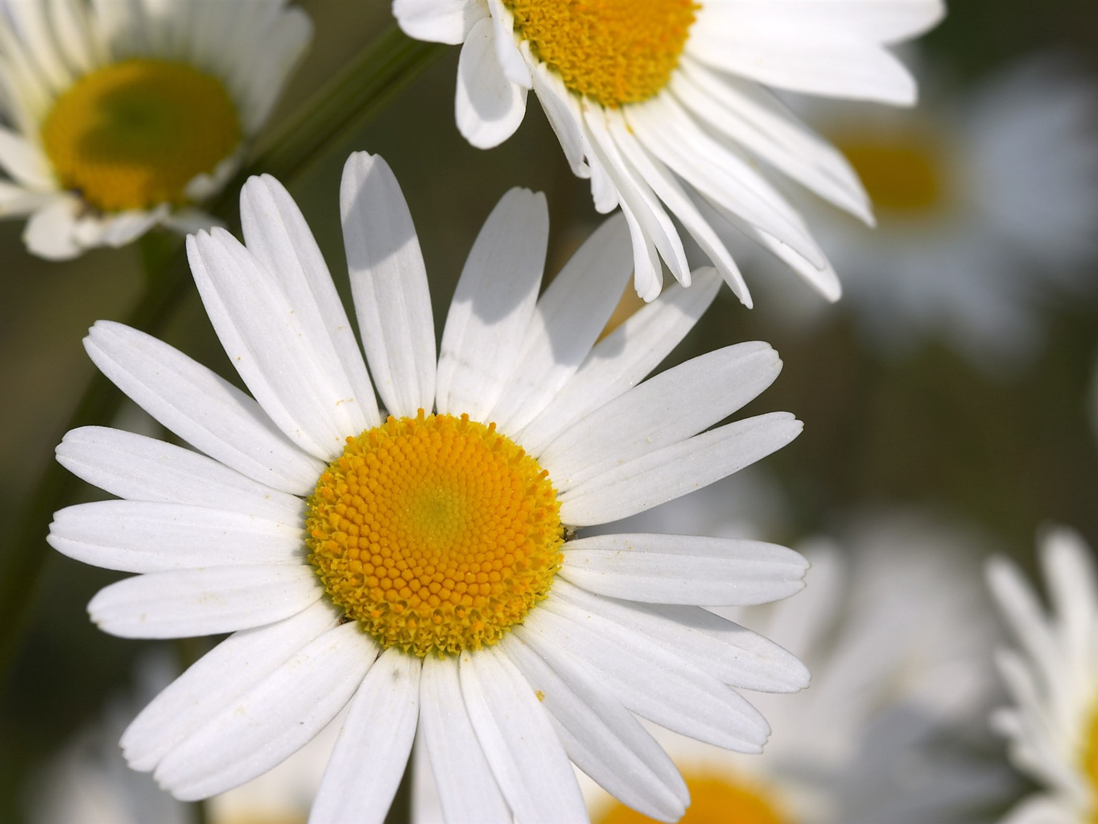 超大葉脈花草高清壁紙 #34 - 1600x1200