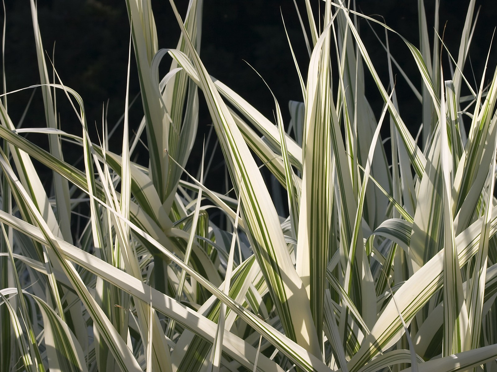 超大葉脈花草高清壁紙 #37 - 1600x1200