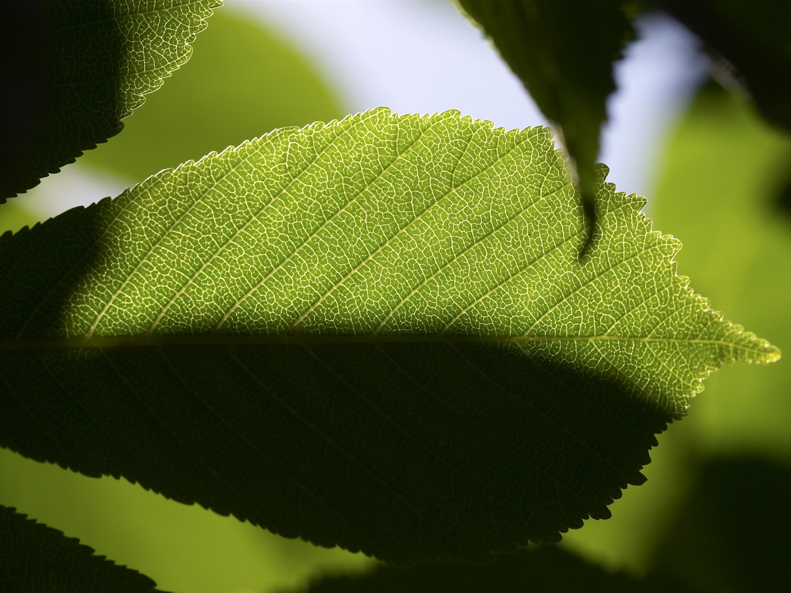 超大葉脈花草高清壁紙 #40 - 1600x1200