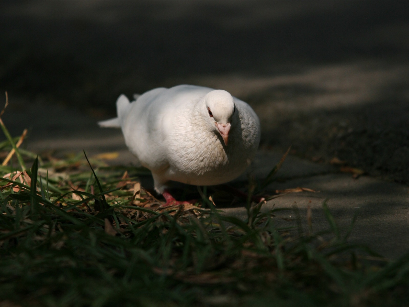 佳能 EOS 5D 樣張壁紙 #1 - 1600x1200