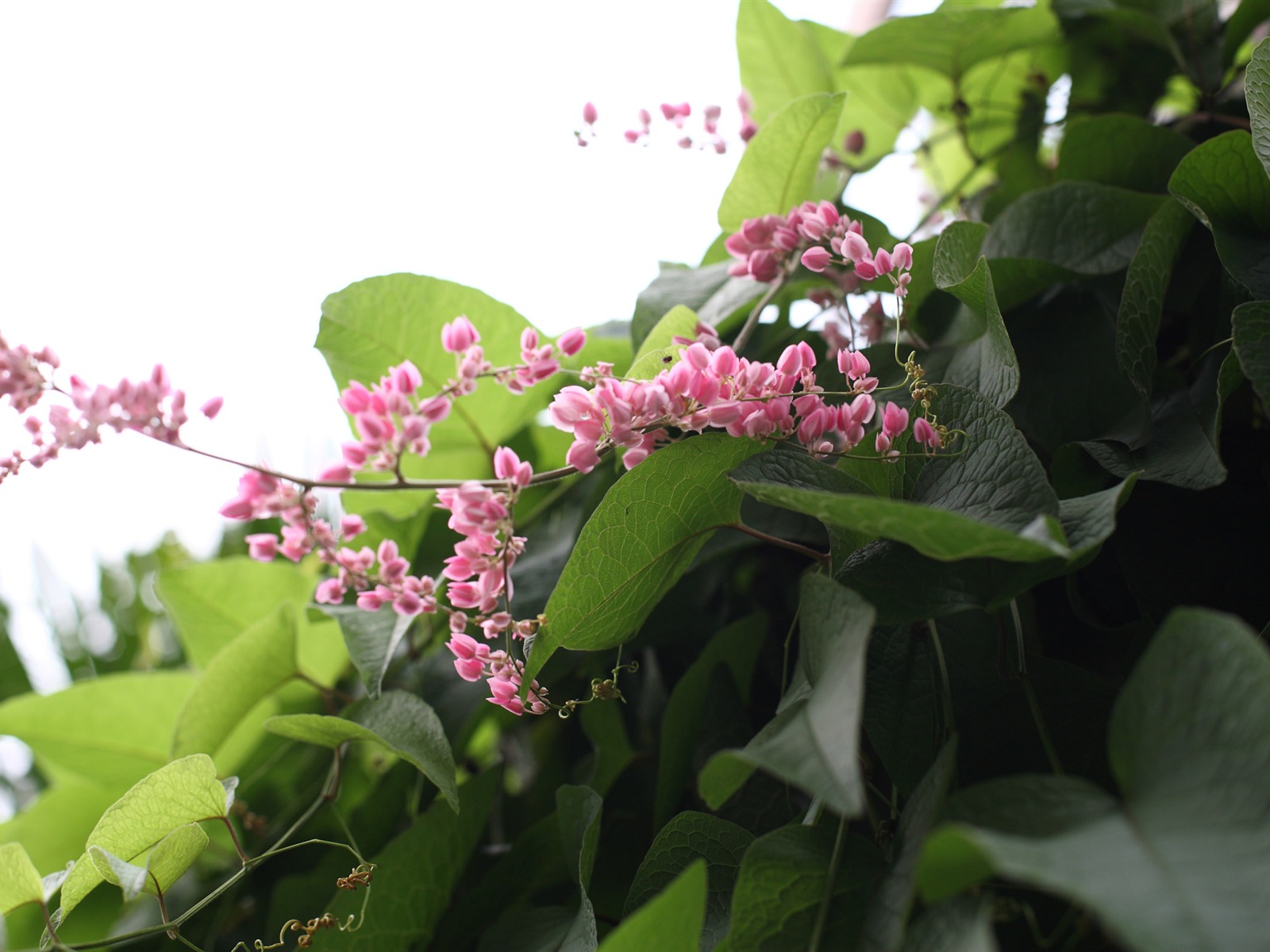 佳能 EOS 5D 樣張壁紙 #2 - 1600x1200