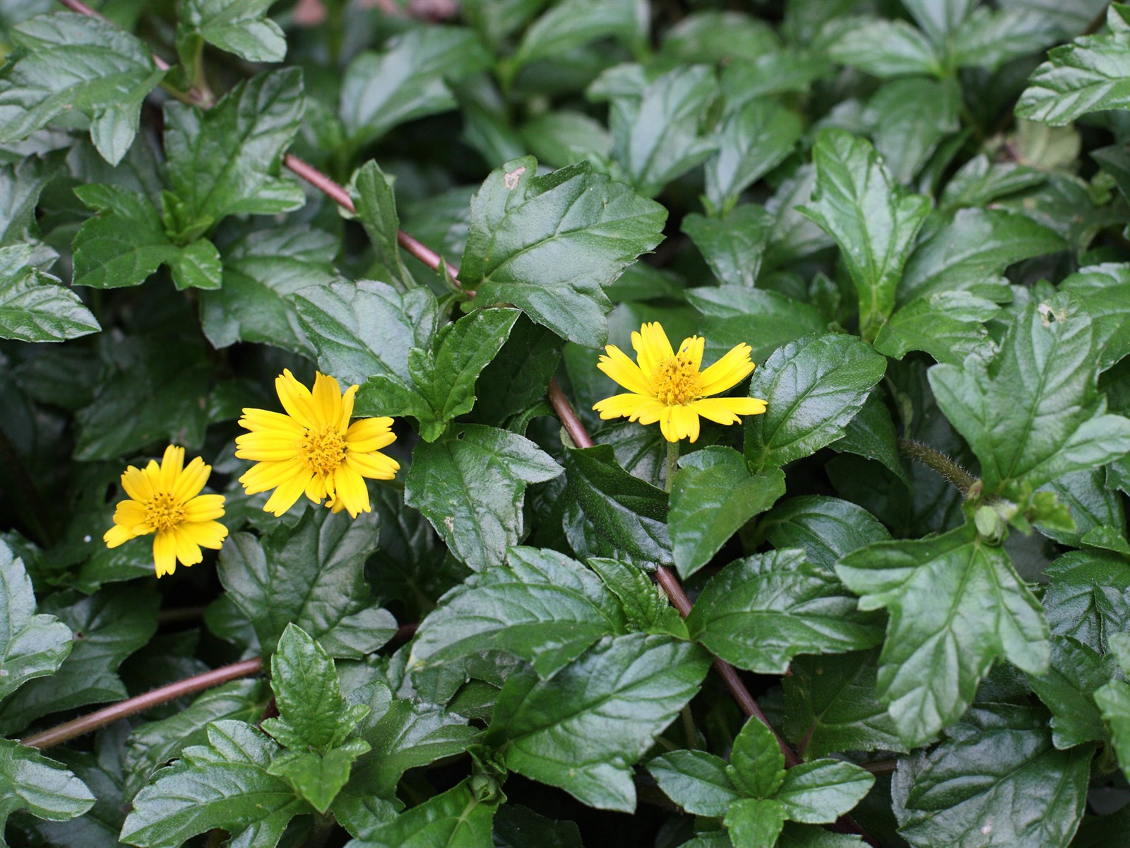 佳能 EOS 5D 樣張壁紙 #3 - 1600x1200