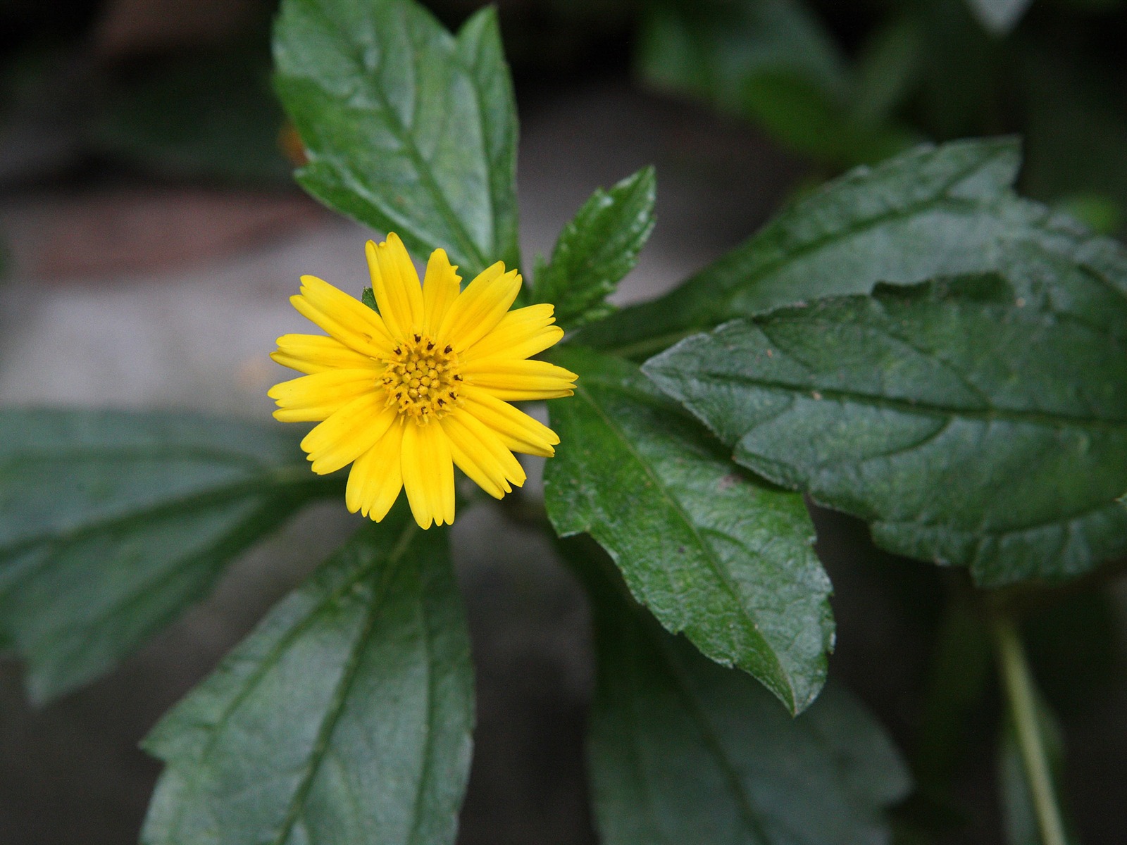 佳能 EOS 5D 樣張壁紙 #6 - 1600x1200