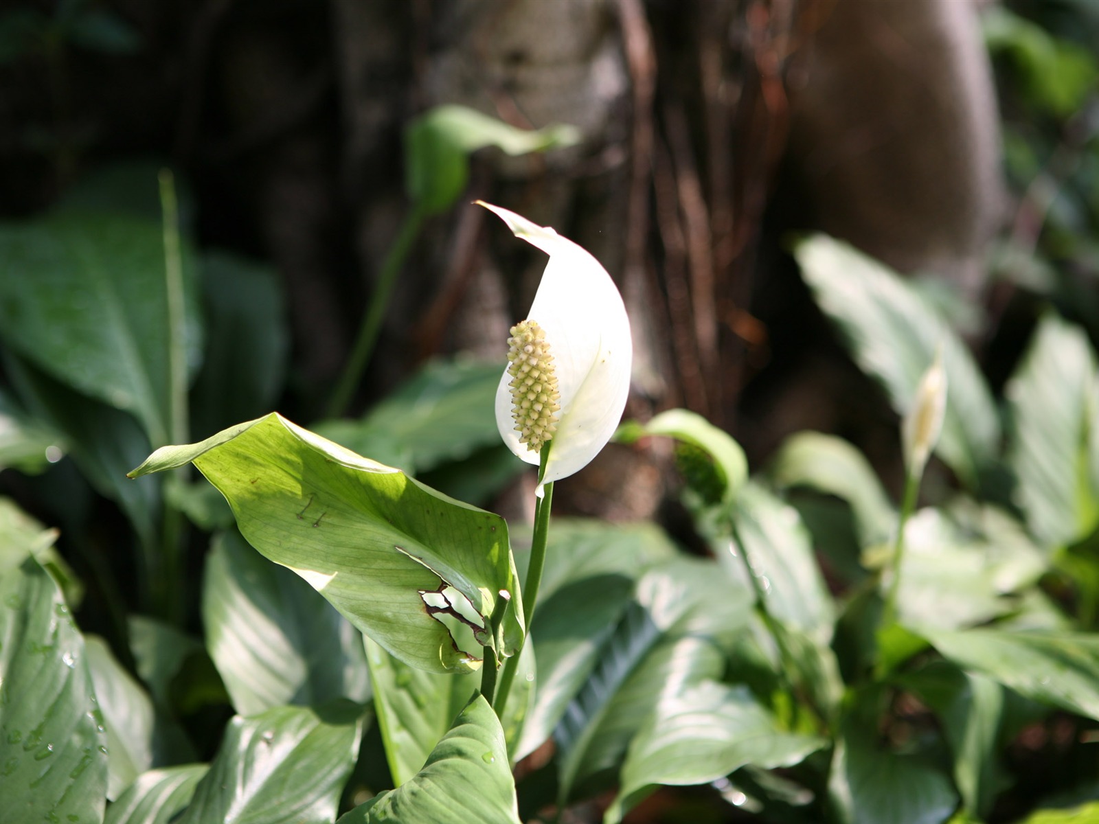 佳能 EOS 5D 樣張壁紙 #8 - 1600x1200