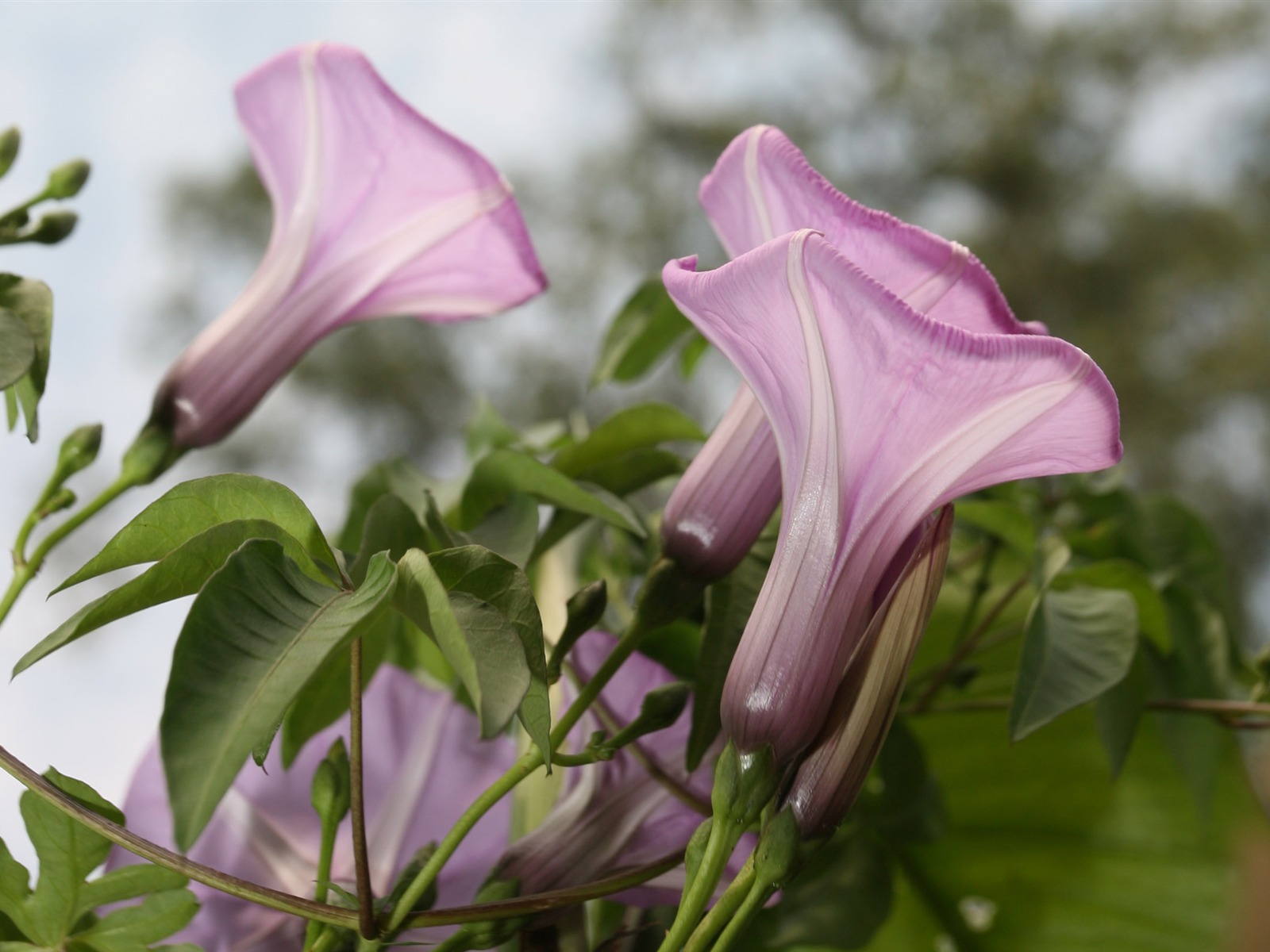 佳能 EOS 5D 樣張壁紙 #14 - 1600x1200