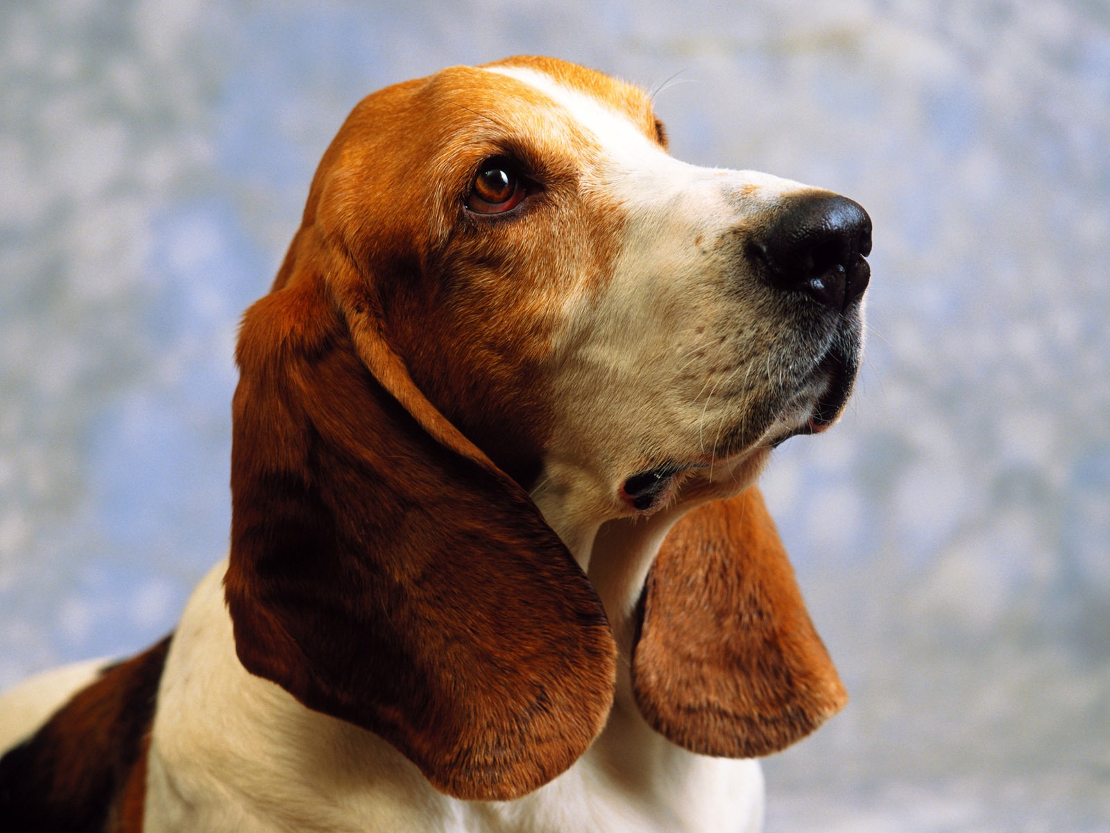 Little Pet Wallpaper Album #5 - 1600x1200