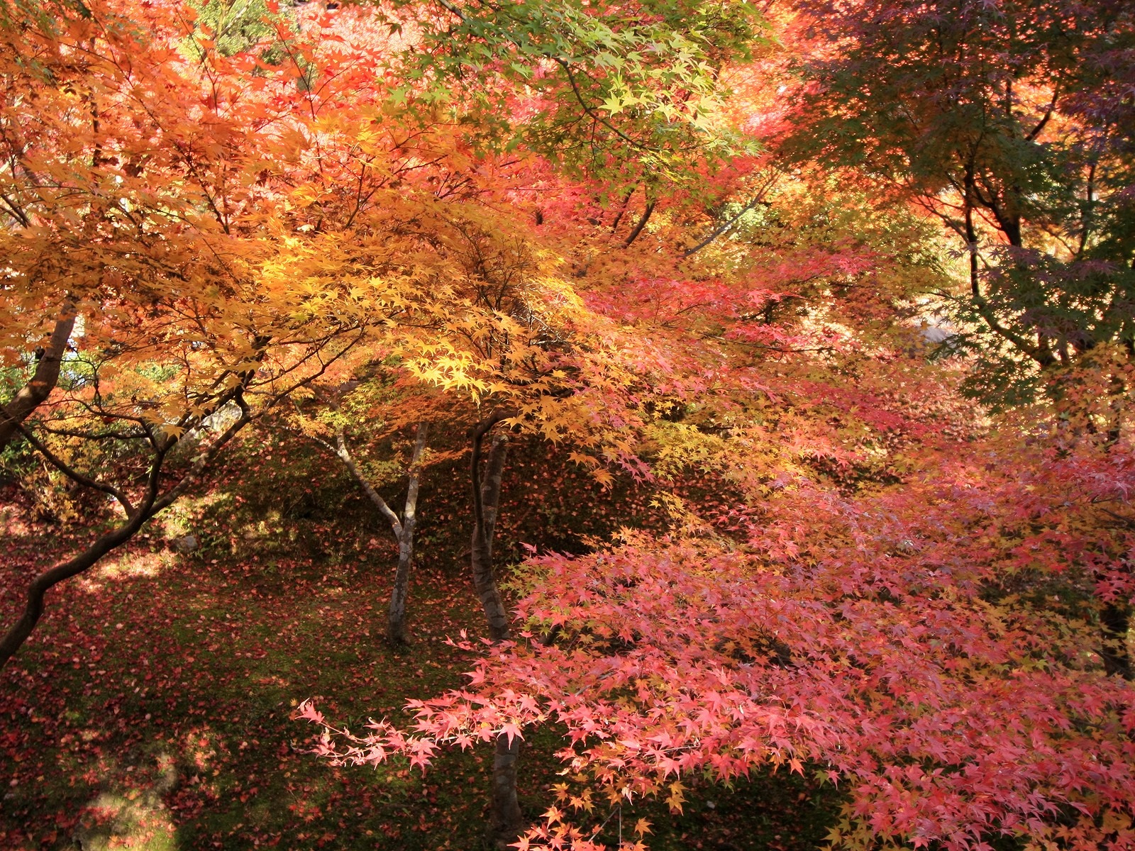 美麗楓葉滿天壁紙專輯 #3 - 1600x1200