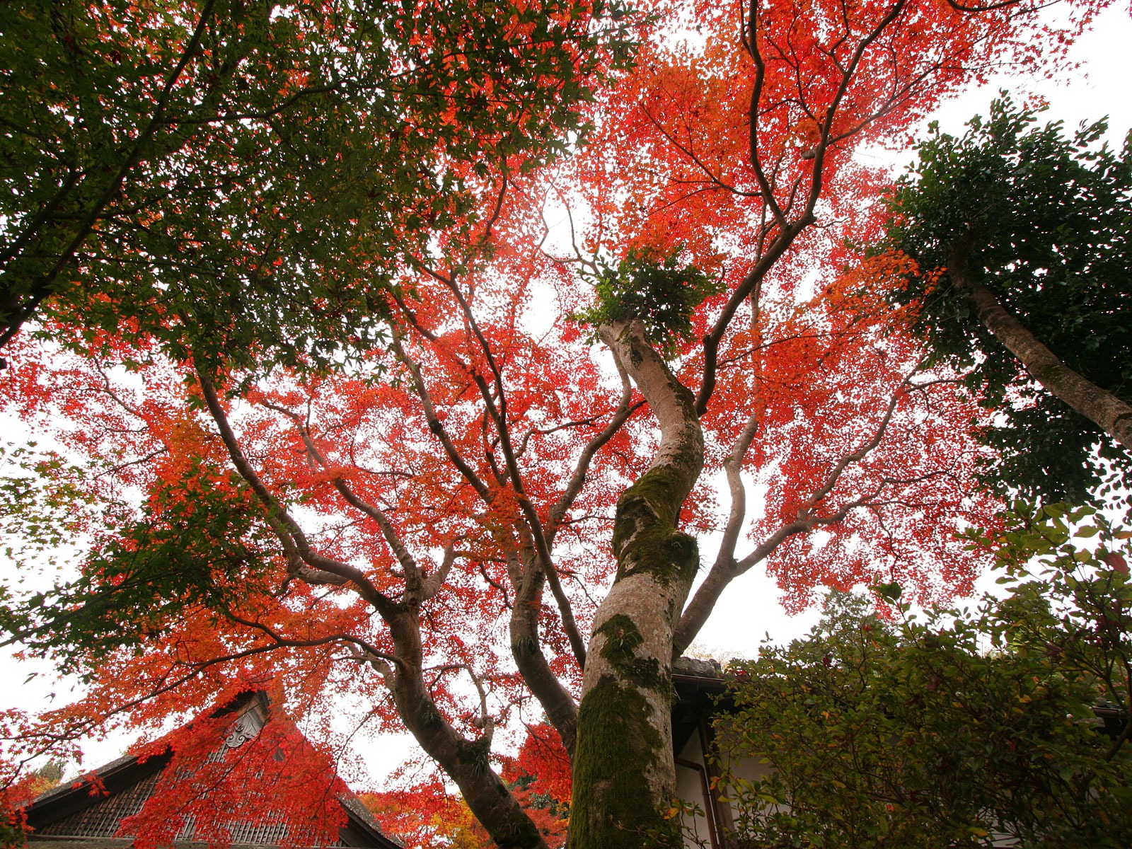 아름다운 단풍잎 바탕 화면 #4 - 1600x1200