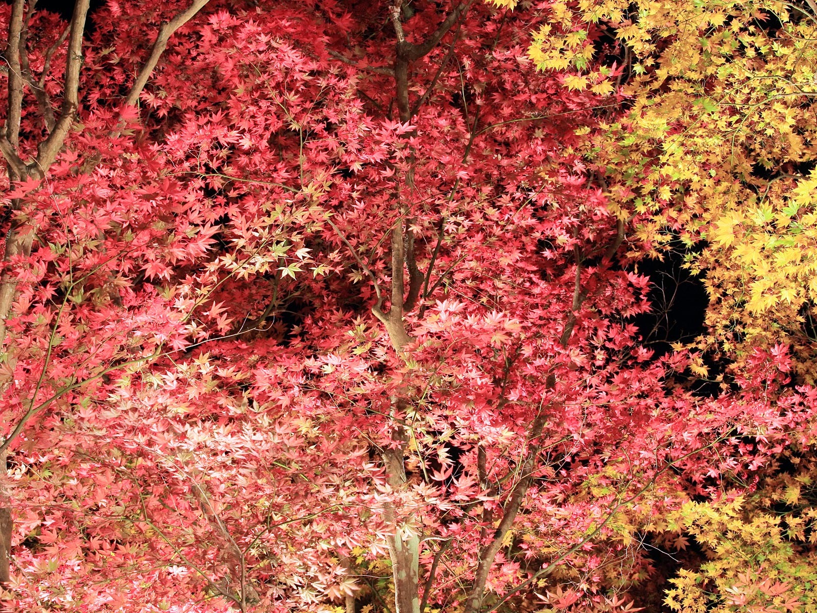 Beautiful Maple Leaf Wallpaper #5 - 1600x1200