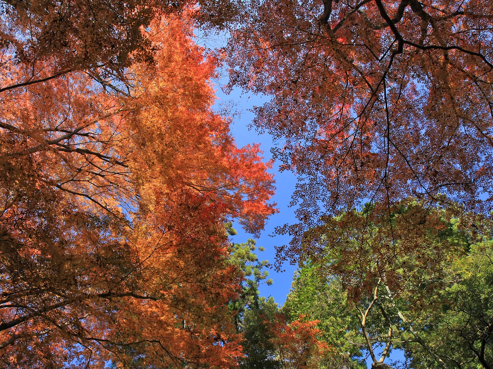 Beautiful Maple Leaf Wallpaper #8 - 1600x1200