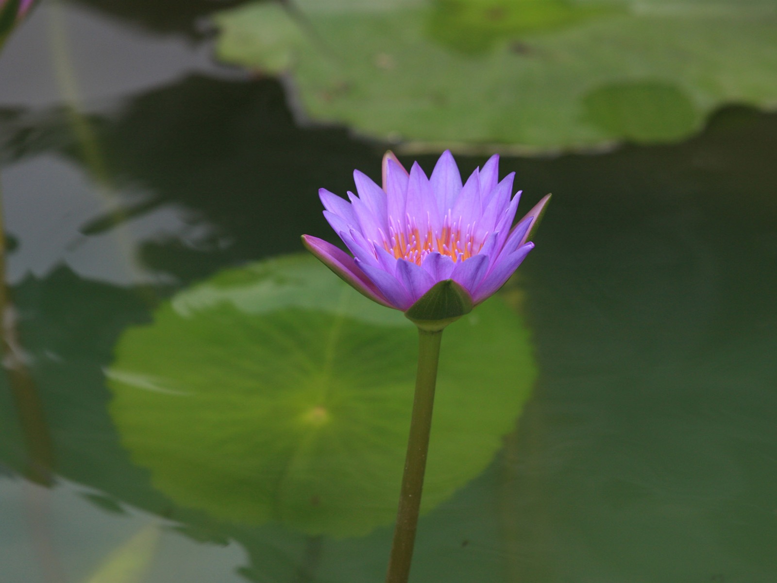 佳能 EOS 40D 样张壁纸 (评测样张)32 - 1600x1200