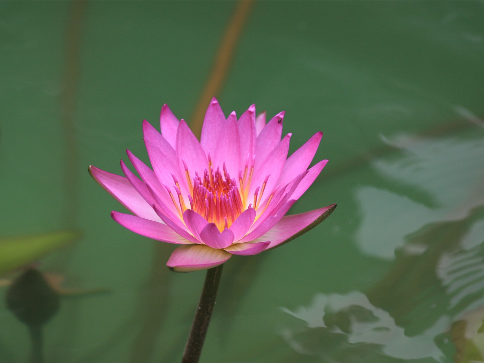 佳能 EOS 40D 样张壁纸 (评测样张)33 - 1600x1200