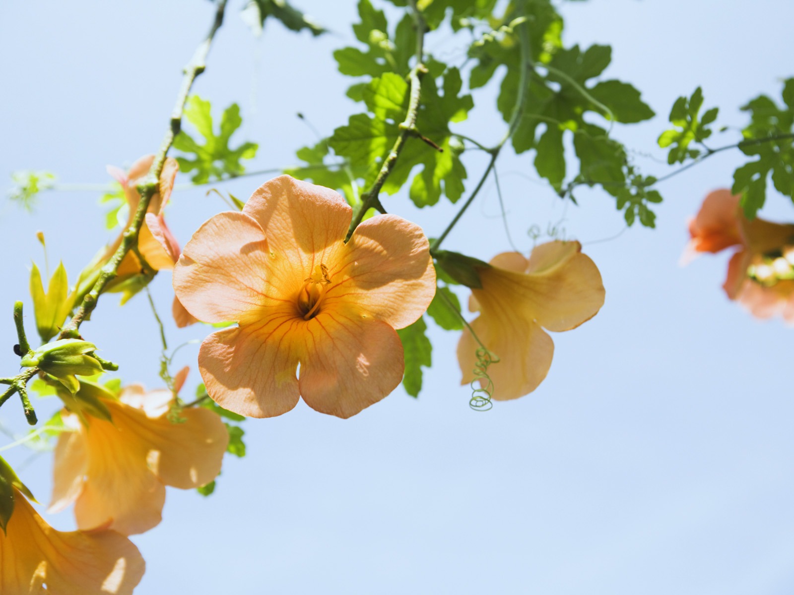 晴空下的鮮花 #5 - 1600x1200