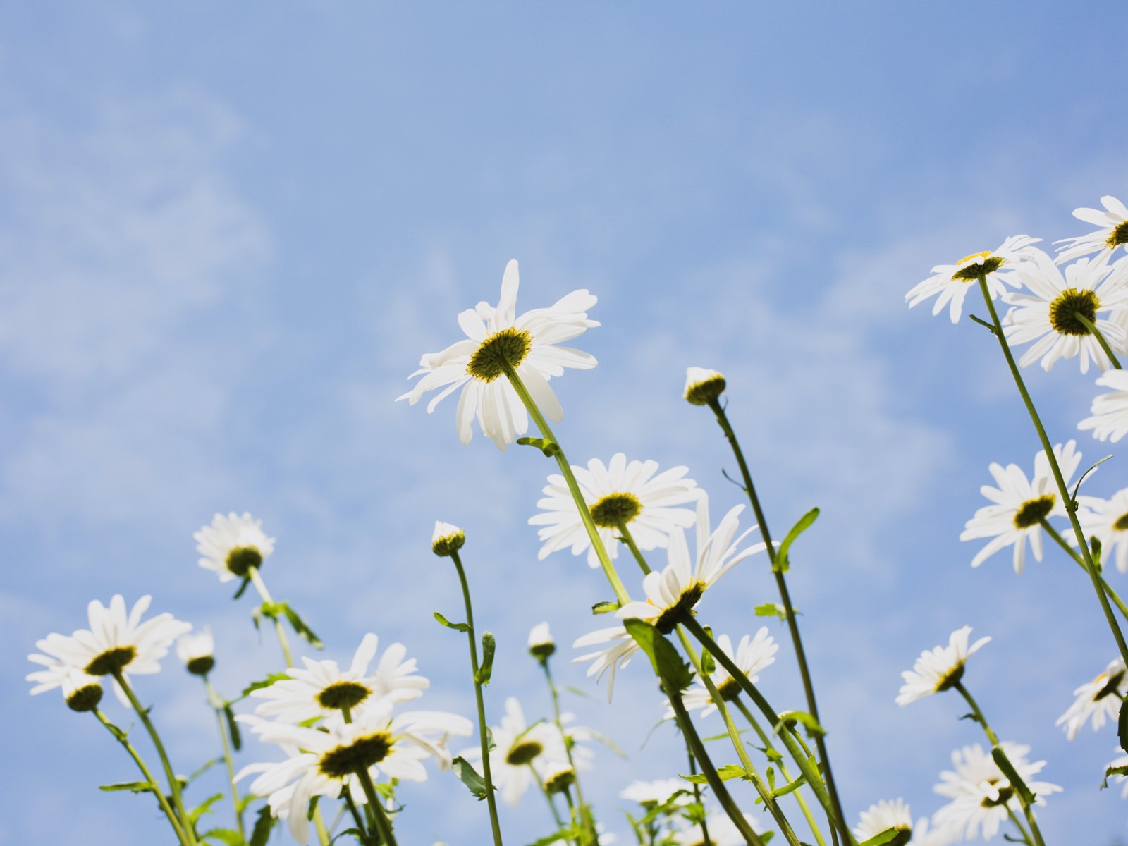 Under clear sky flowers #13 - 1600x1200