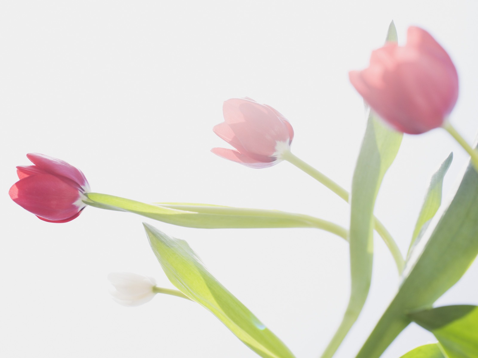 晴空下的鮮花 #29 - 1600x1200