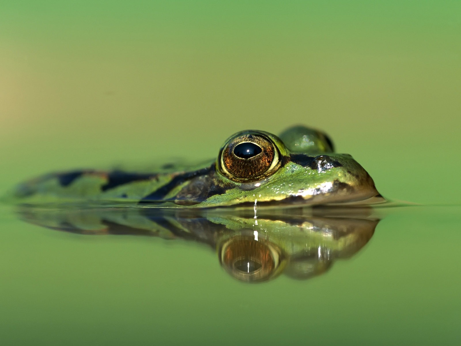 繽紛動物大世界 #4 - 1600x1200