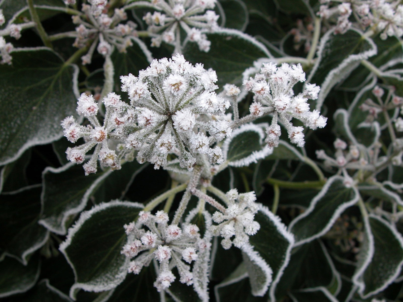 冰雪植物壁纸专辑3 - 1600x1200