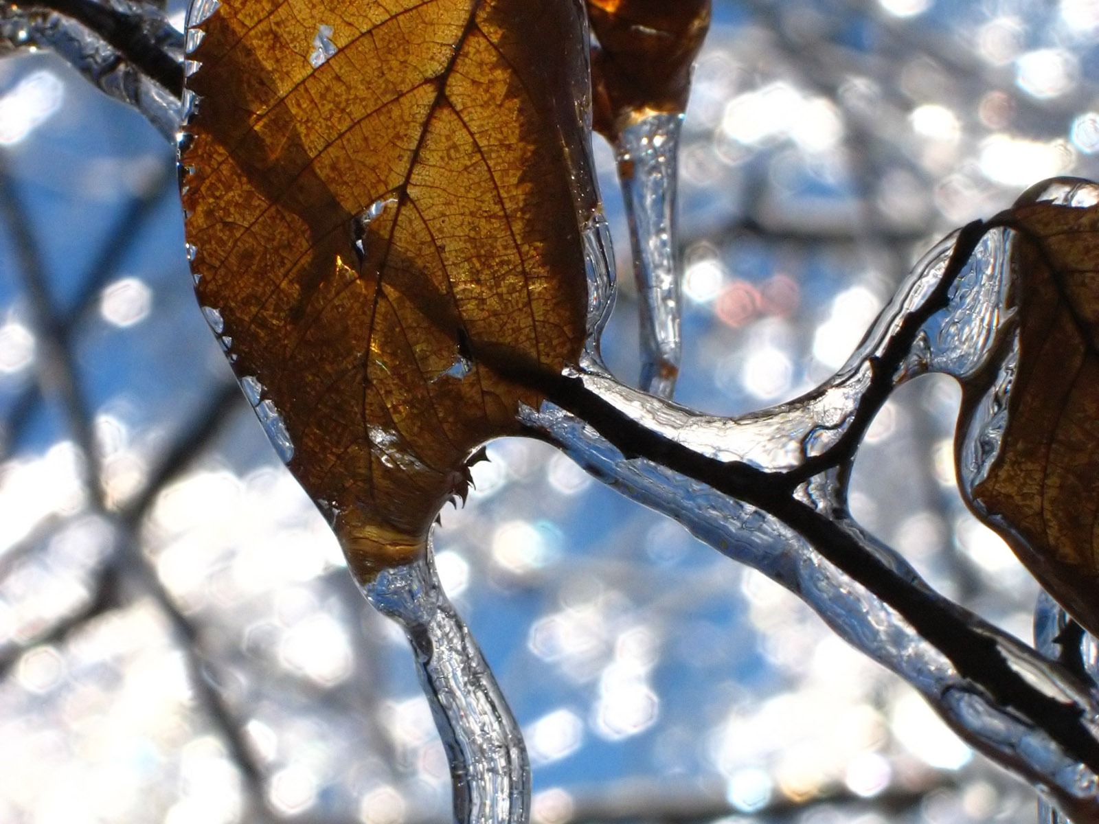 冰雪植物壁紙專輯 #4 - 1600x1200
