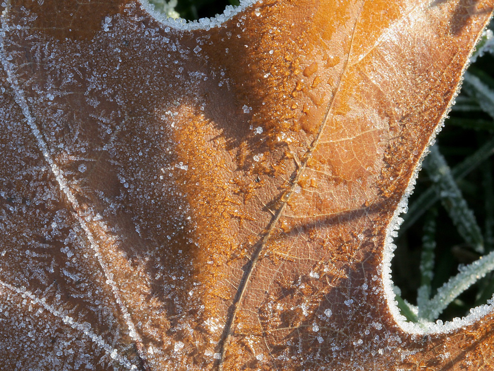 冰雪植物壁紙專輯 #5 - 1600x1200