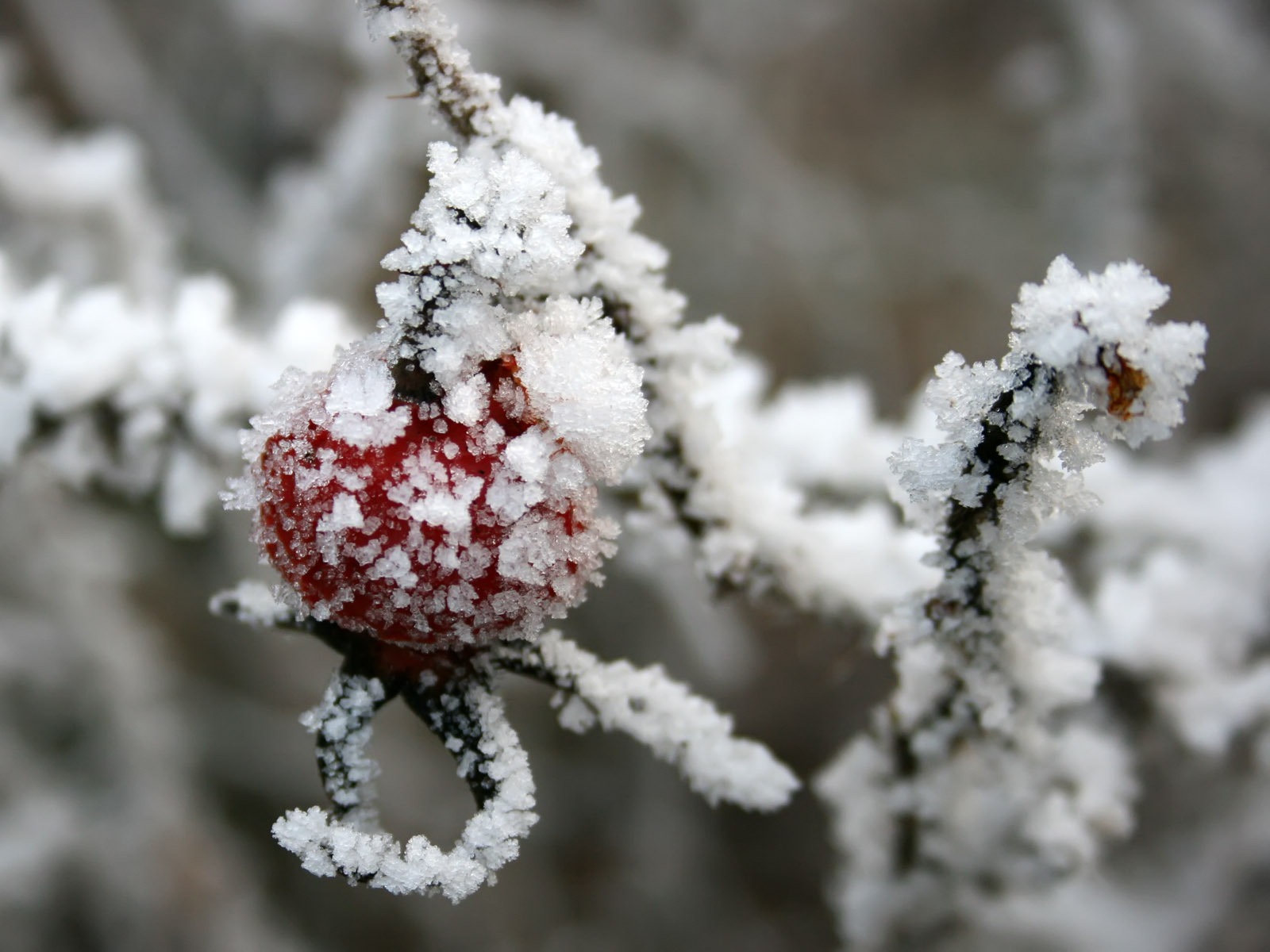 冰雪植物壁紙專輯 #7 - 1600x1200