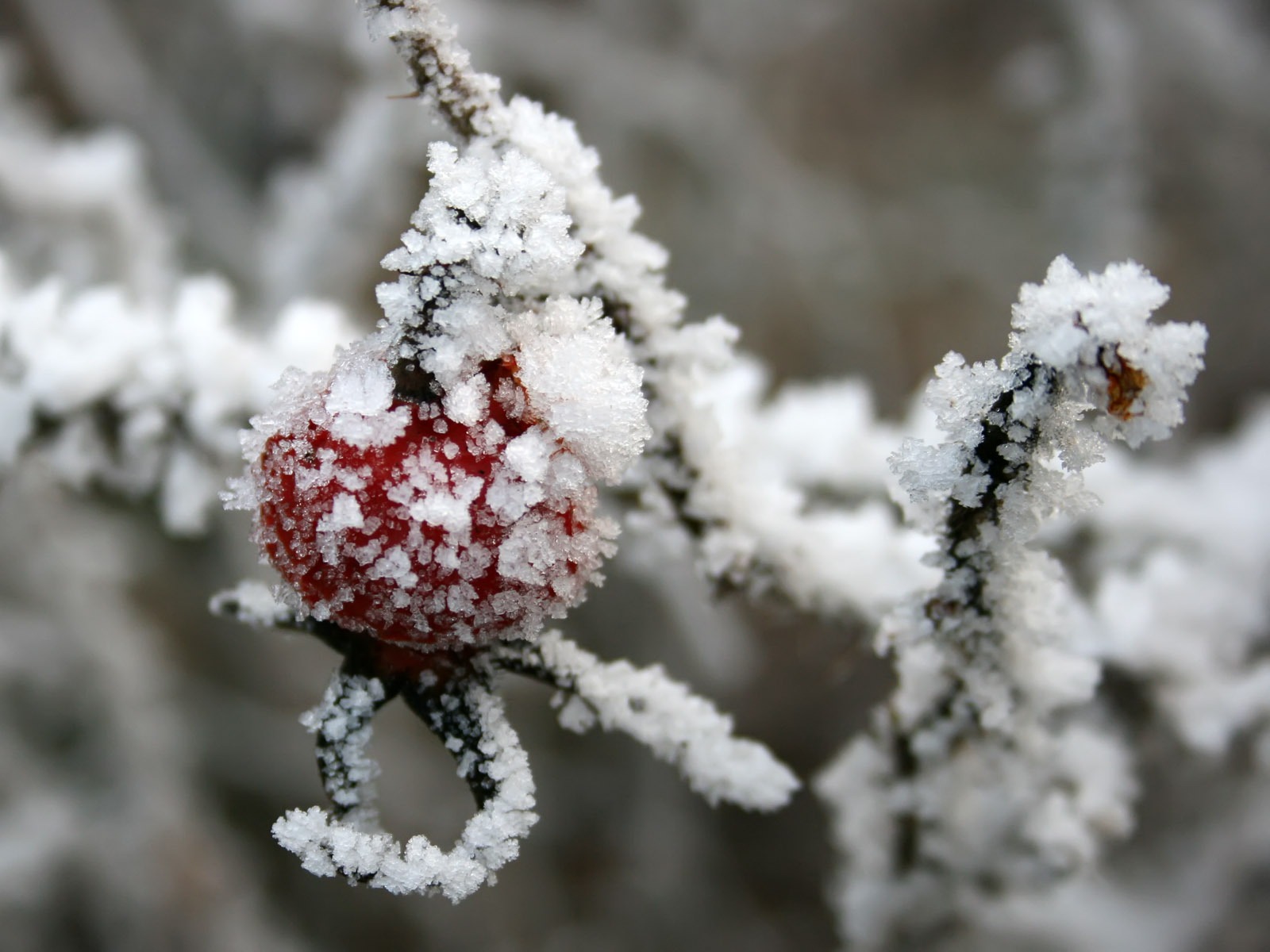 冰雪植物壁纸专辑7 - 1600x1200