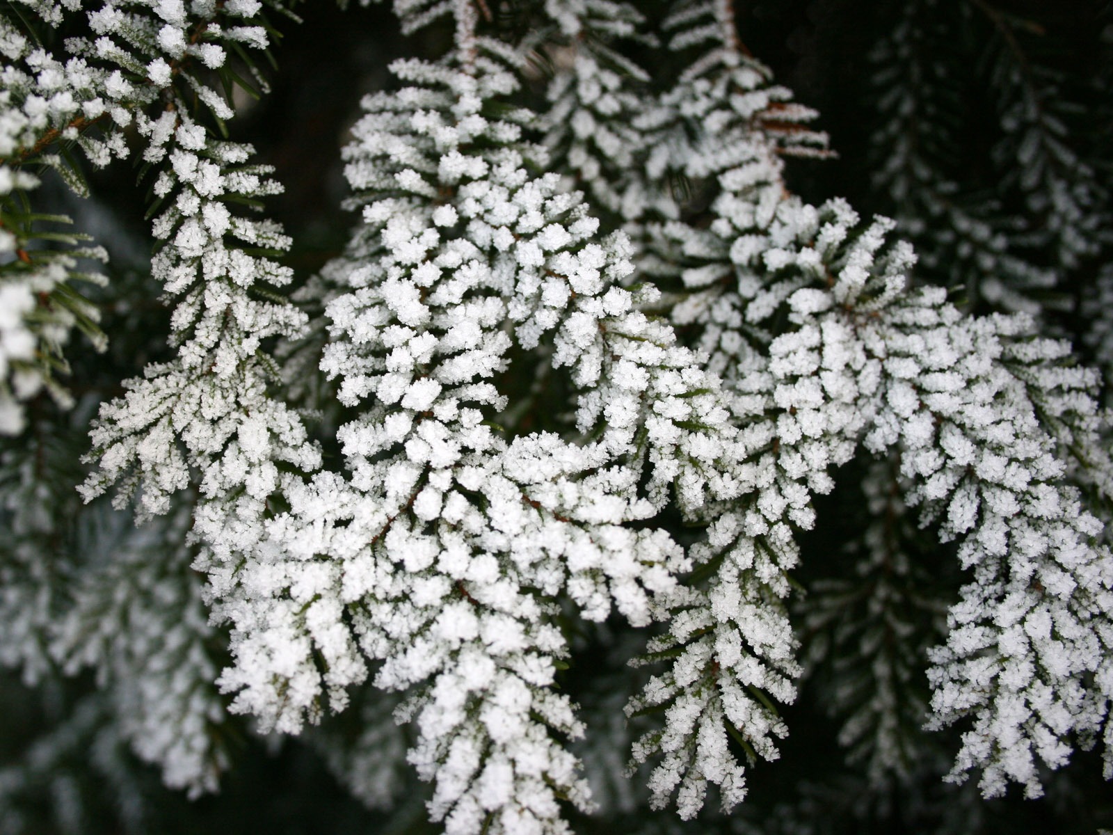 冰雪植物壁紙專輯 #9 - 1600x1200